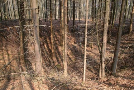 Bild 1 von Dolinen- und Erdfallfeld in den Bürener Wäldern